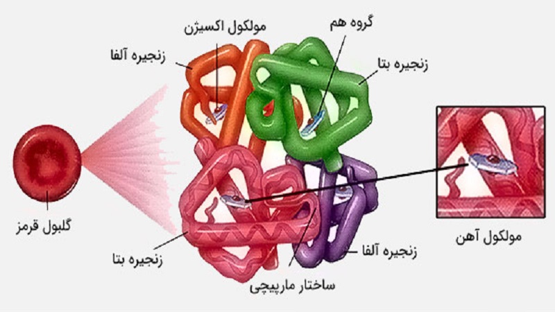 بیماری تالاسمی و انواع آن | آزمایشگاه ژنتیک اصفهان
